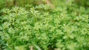 Best organic tea for womens